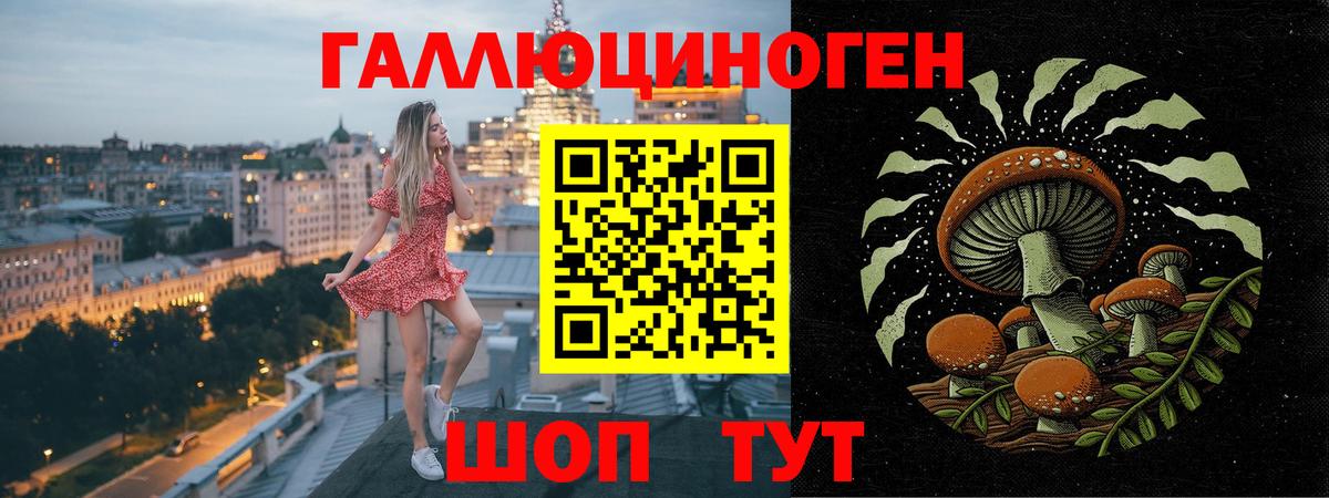 Псилоцибиновые грибы Psilocybine cubensis Ачинск